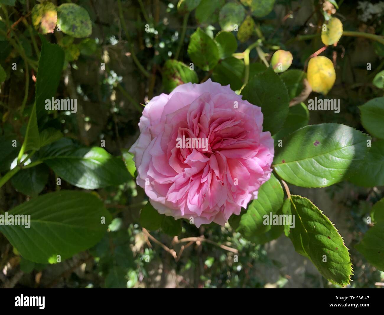 Pink “Climbing” Rose - Smartphone Captured Stock Image