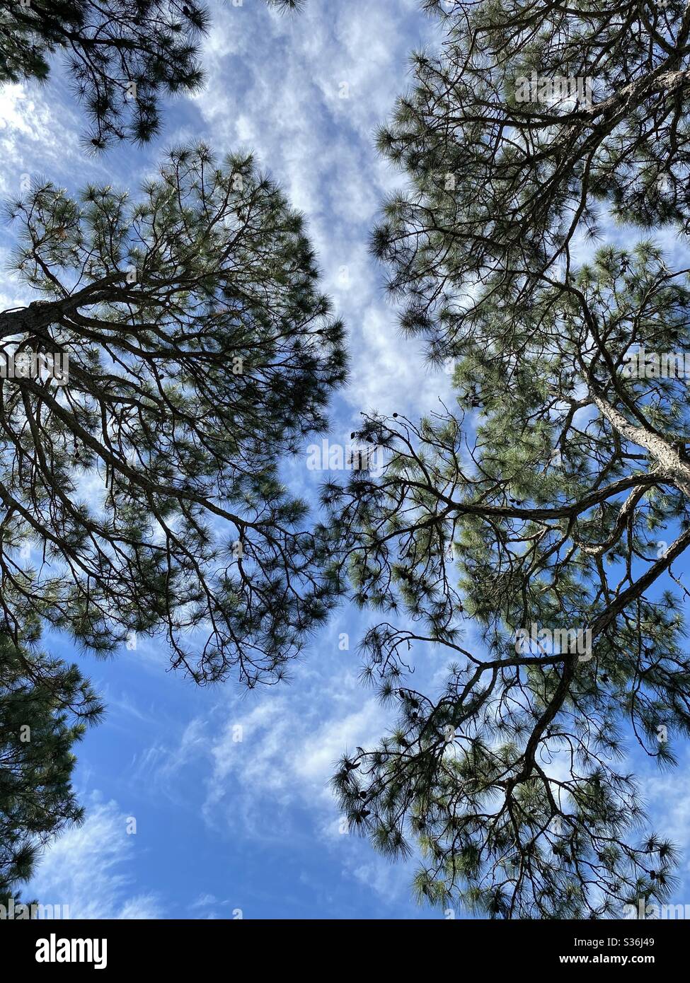 Large Pine Trees High Resolution Stock Photography and Images - Alamy