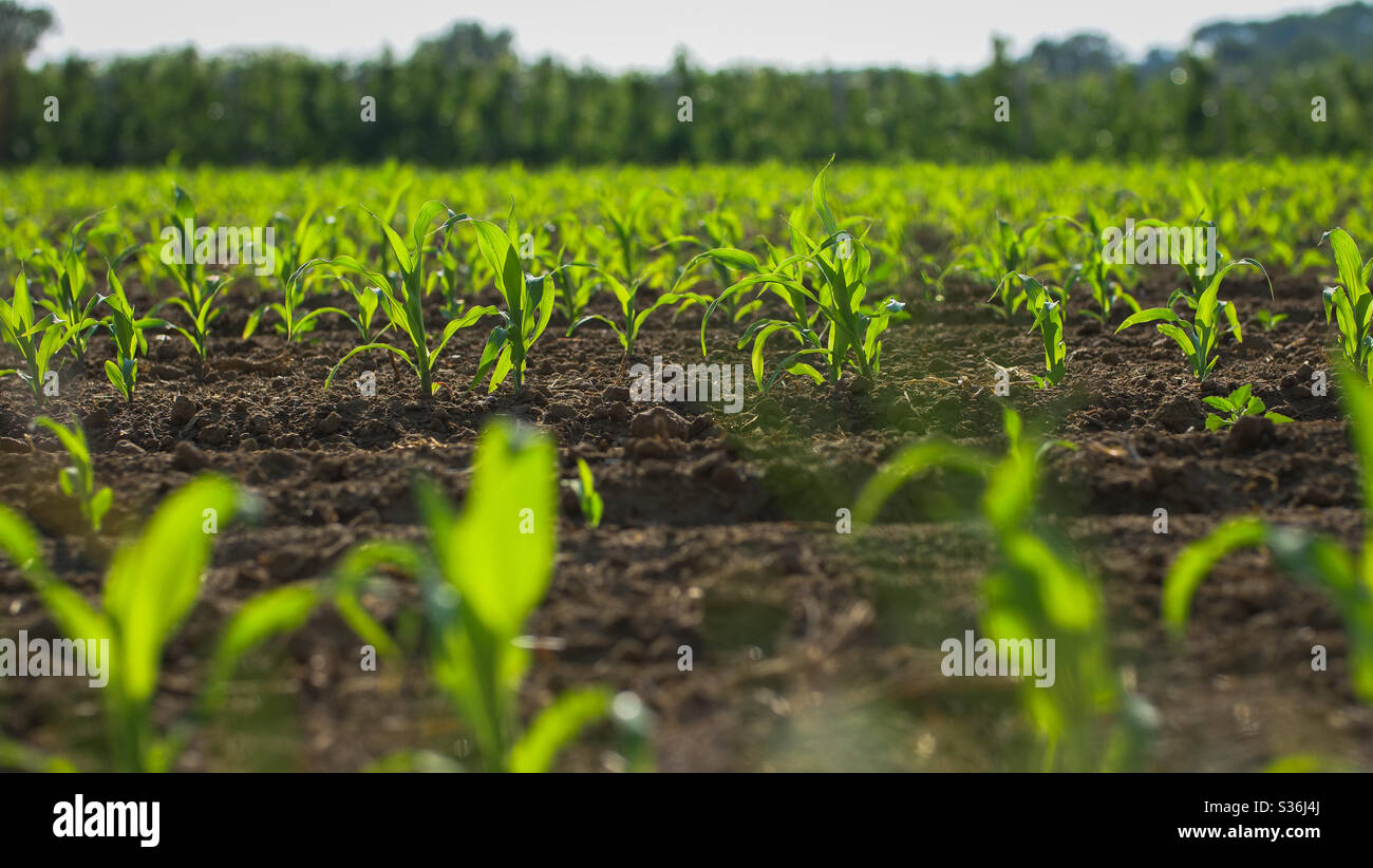 Fresh corn plants on an agricultural field - Smartphone Captured Stock Image
