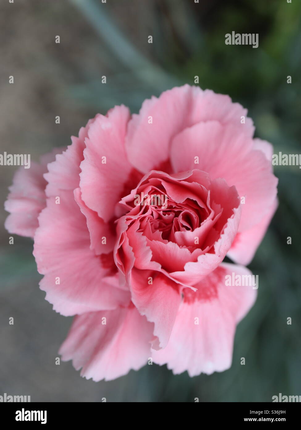 Hardy Pink Carnation Stock Photo Alamy
