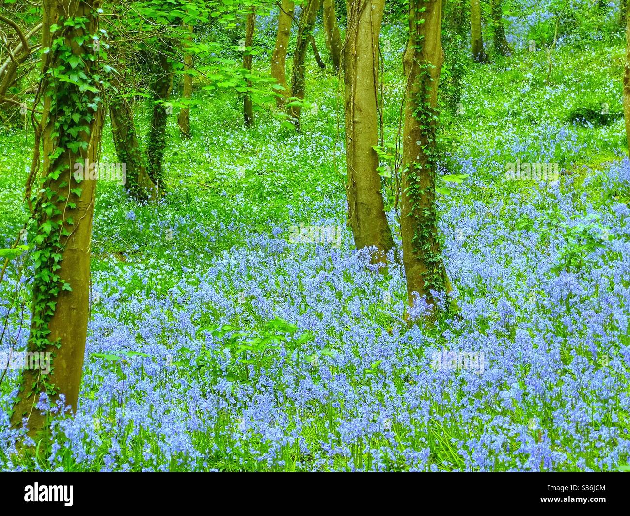 Beautiful field of bluebells in springtime Stock Photo