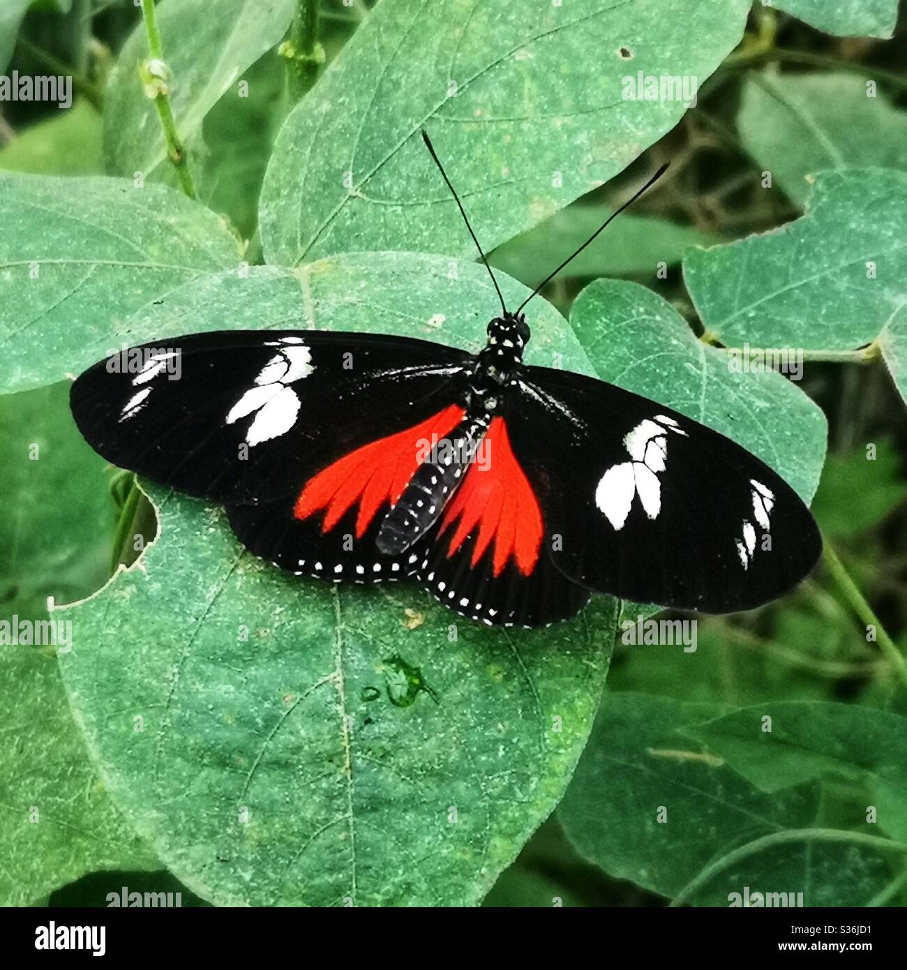 Doris Longwing butterfly - Smartphone Captured Stock Image