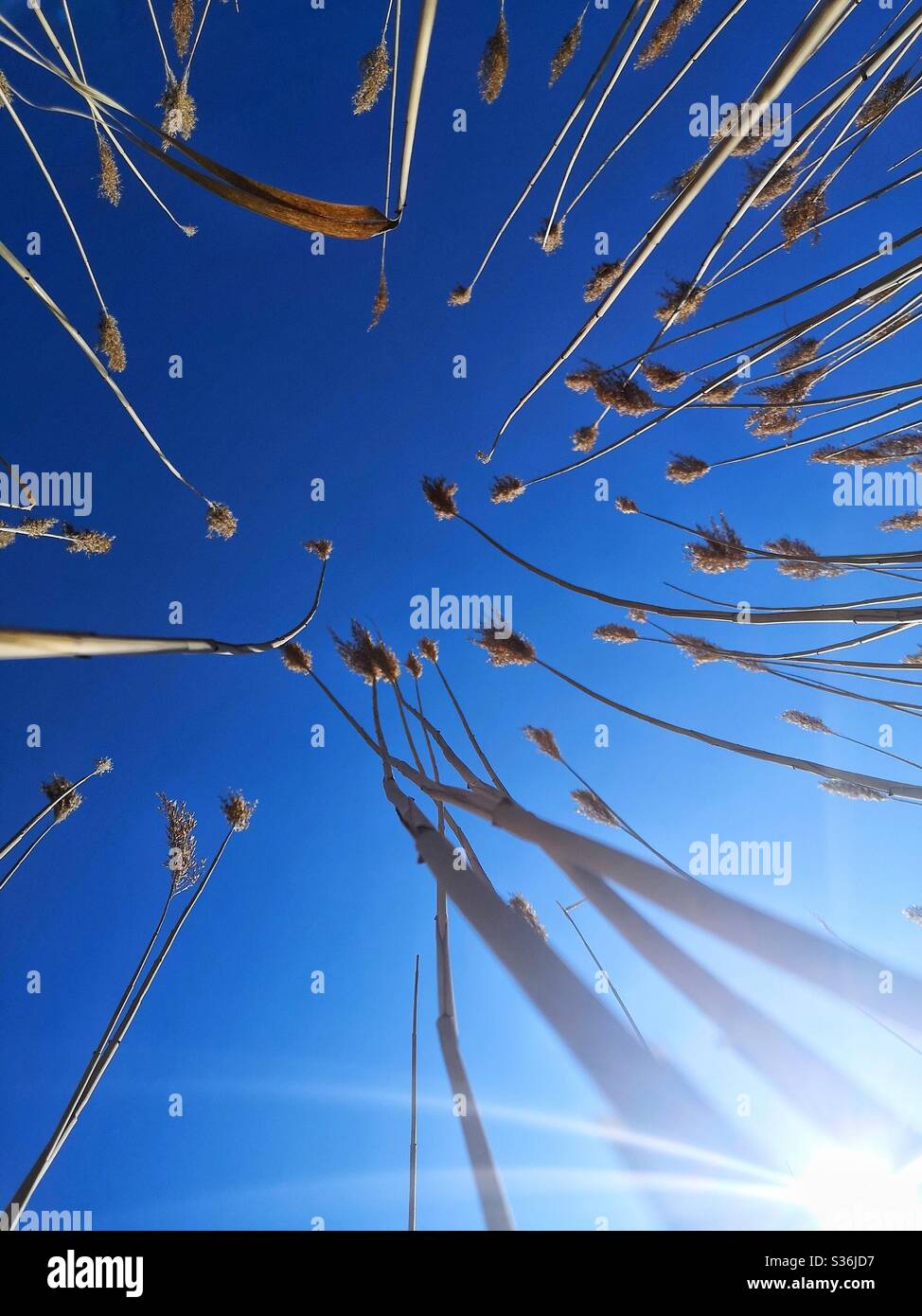 Field of barley shot from below - Smartphone Captured Stock Image