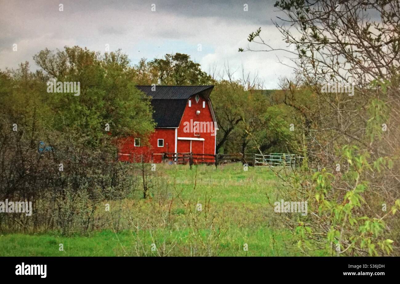 Red barn, black roof, Bow Bottom Trail, Calgary, Alberta, Canada, agriculture - Smartphone Captured Stock Image