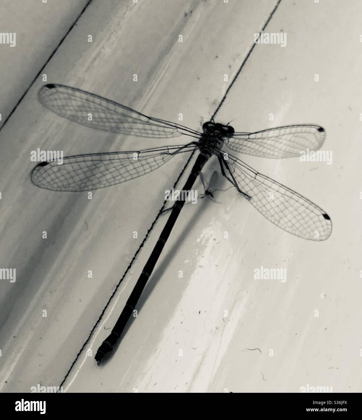 Black And White Dragonfly High Resolution Stock Photography and Images