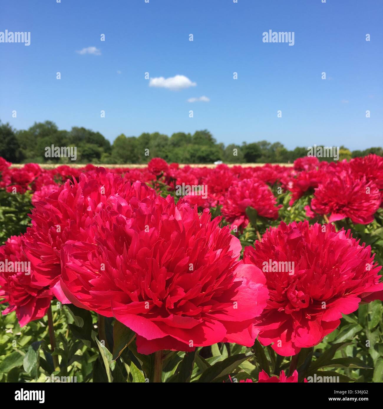 Perfect pink peonies Stock Photo Alamy