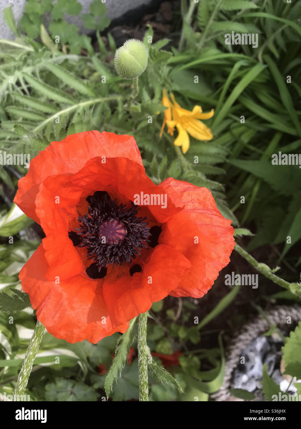 Close up of a beautiful flower in the garden at spring time Stock Photo