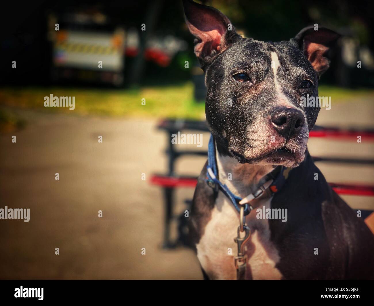 Staffordshire bull terrier in a park Stock Photo