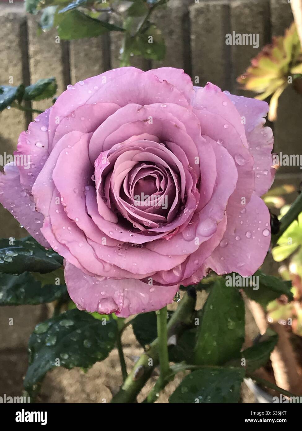 Beautiful romantic lavender rose Stock Photo