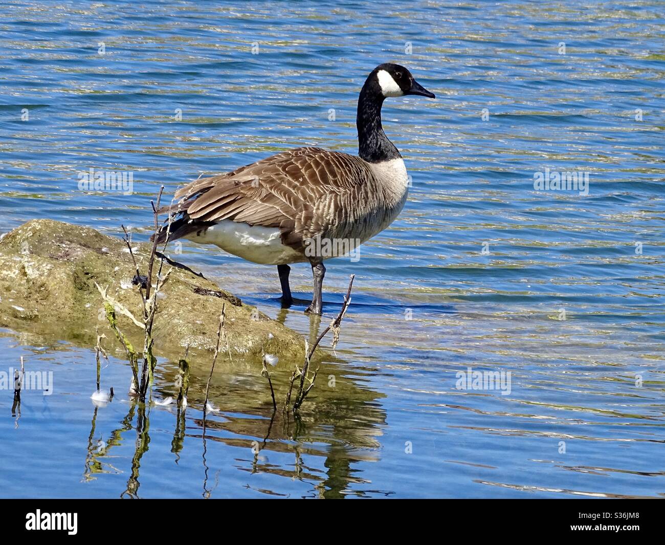 Beautiful Canada goose on the shores of a lake in the spring sunshine Stock Photo
