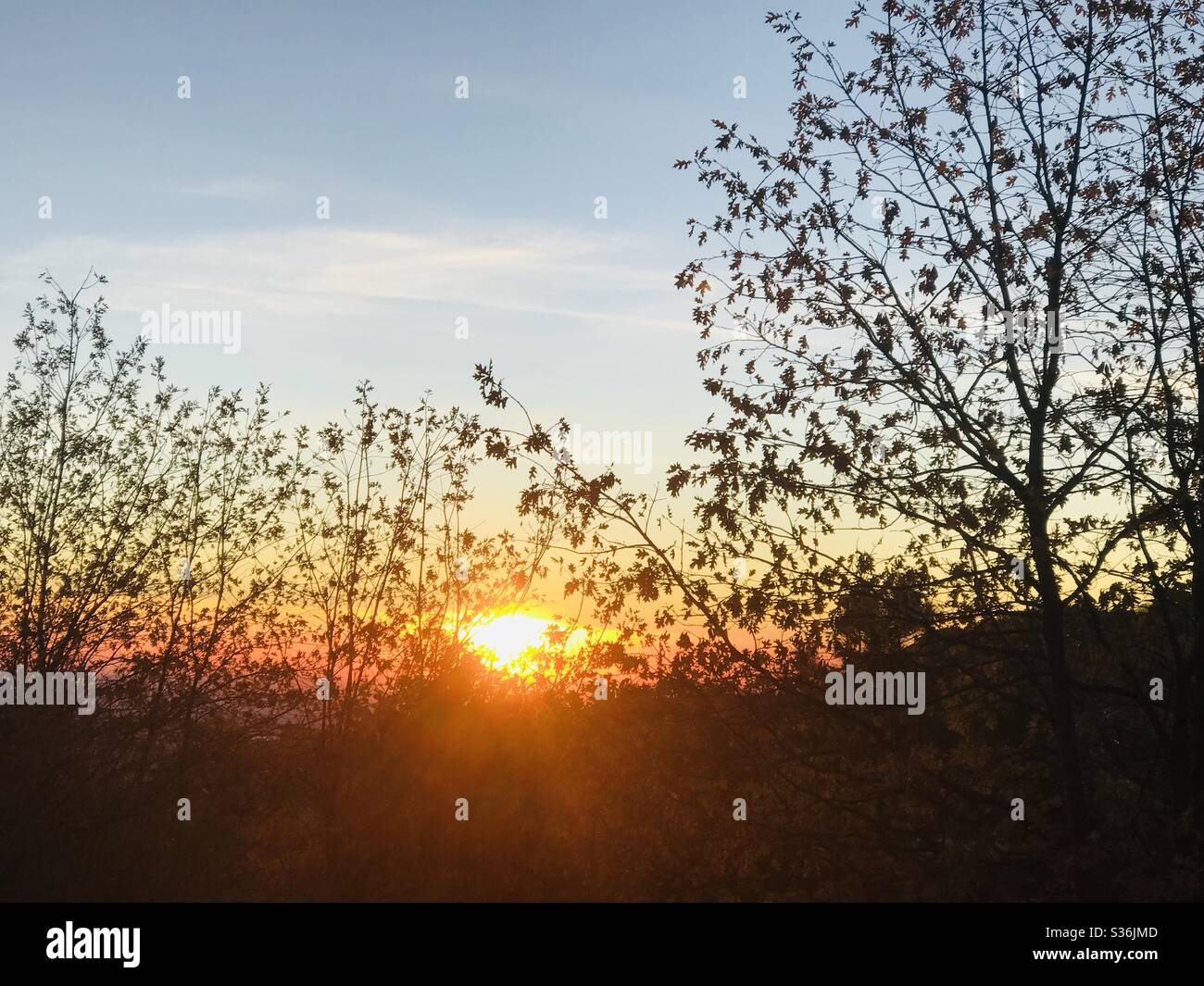 A sunset in front of tree silhouettes. Stock Photo