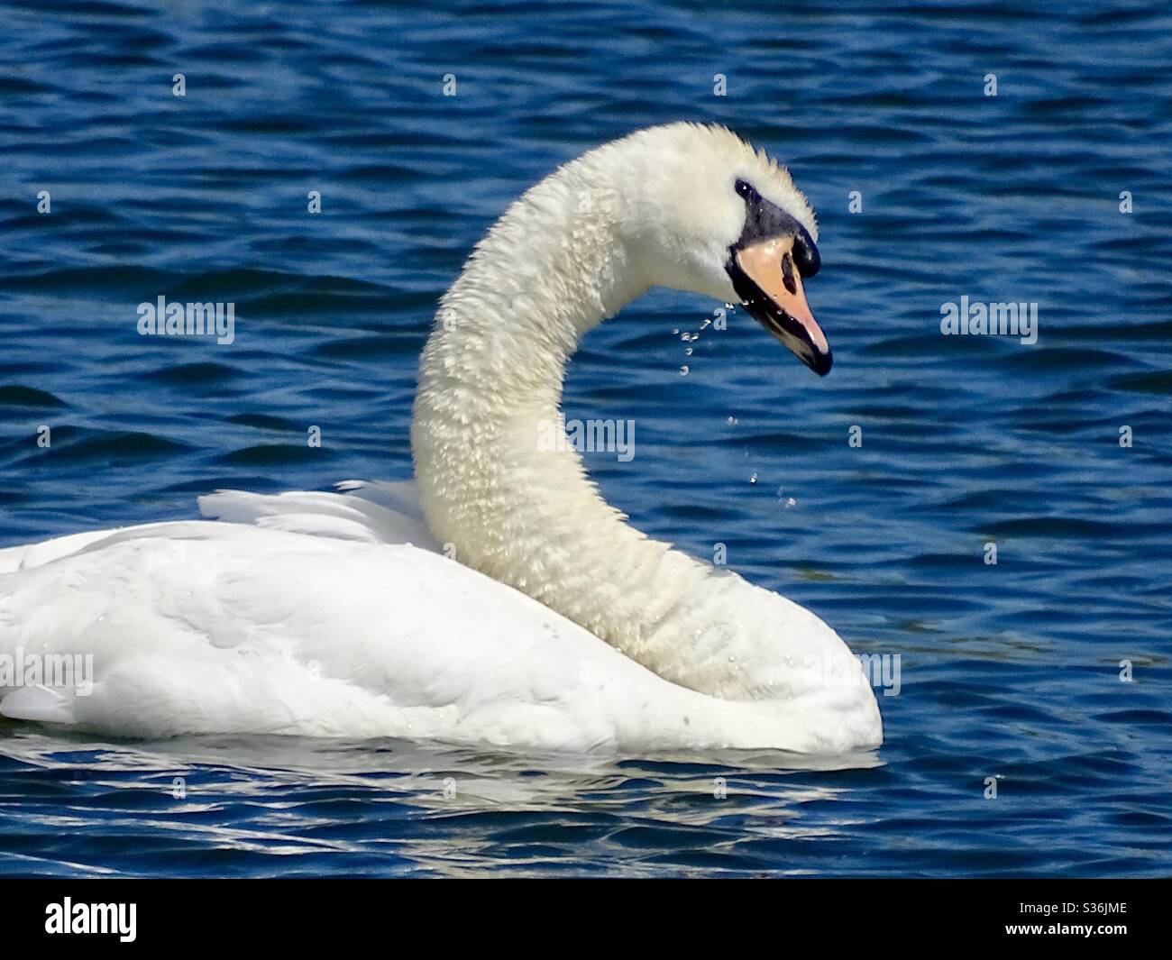 Beautiful white swan swimming on a lake in the spring sunshine Stock Photo