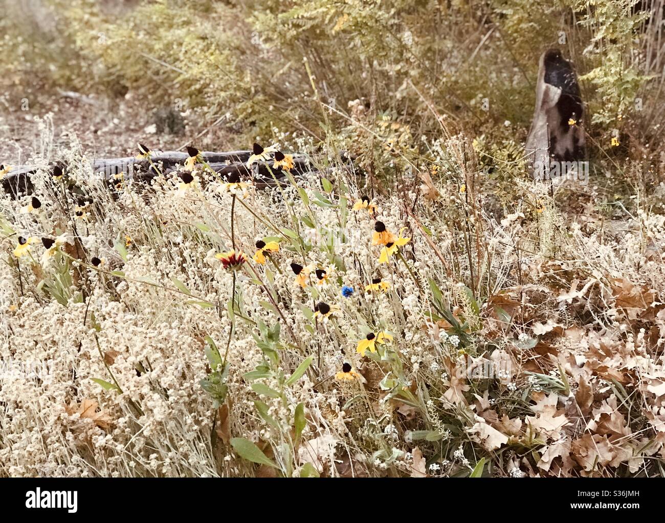 Daisies and blue wildflowers stand out in the dry brush and dead leaves in the ground. Stock Photo