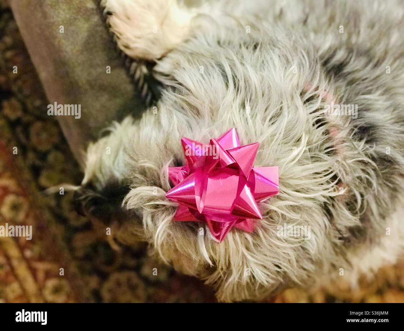 A pink bow placed on the head of a small grey dog. Stock Photo