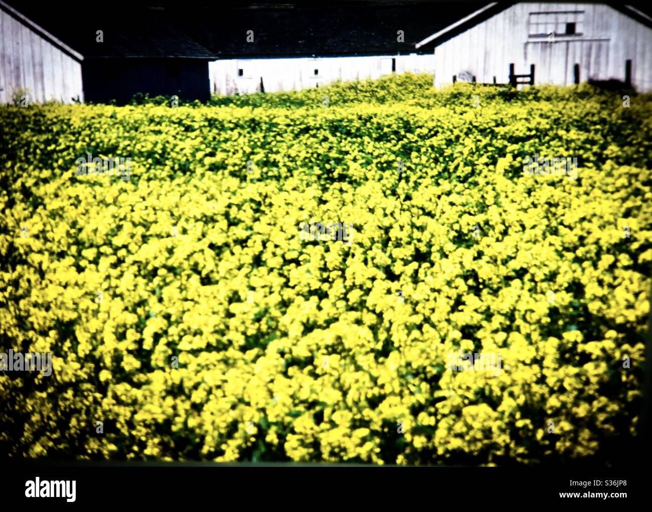 Bright yellow field rapeseed California farm Stock Photo