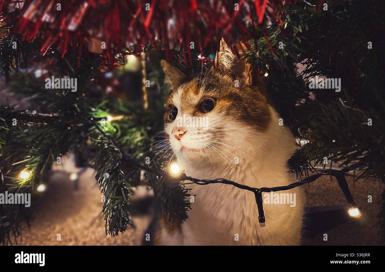 Cat hiding in a Christmas tree Stock Photo