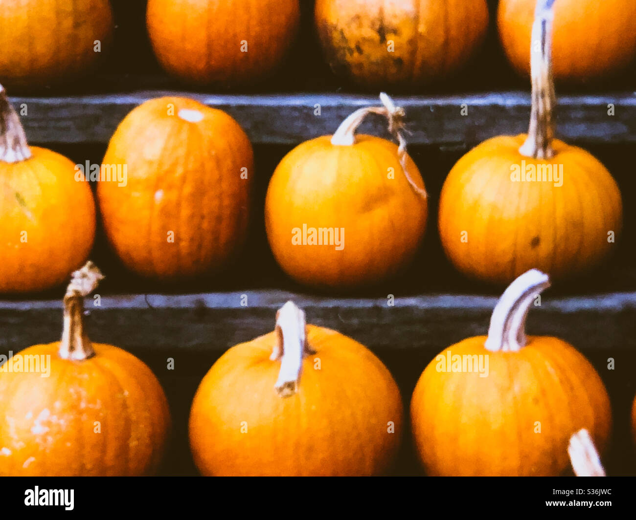 Fall pumpkins display hi-res stock photography and images - Alamy