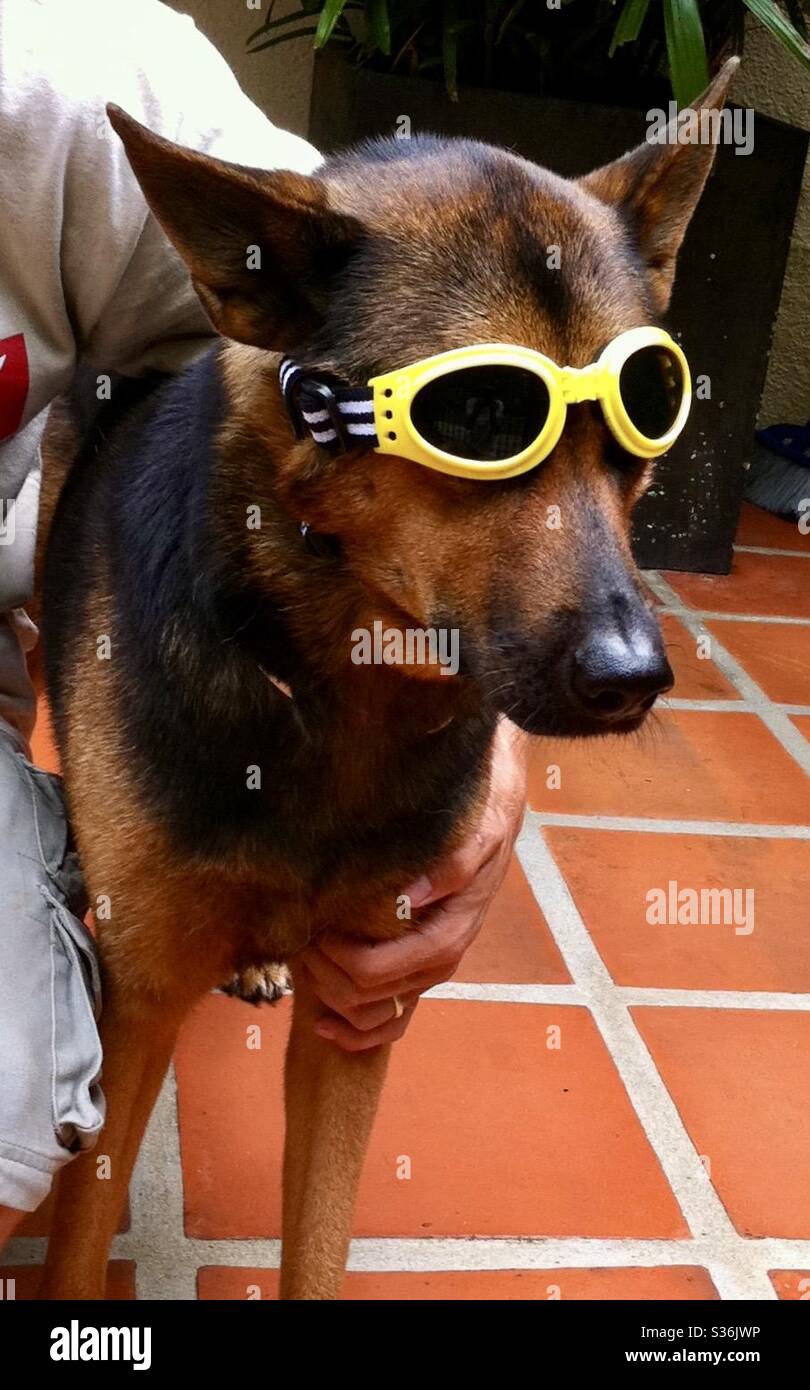 Cool dog wearing dark glasses for dogs Stock Photo