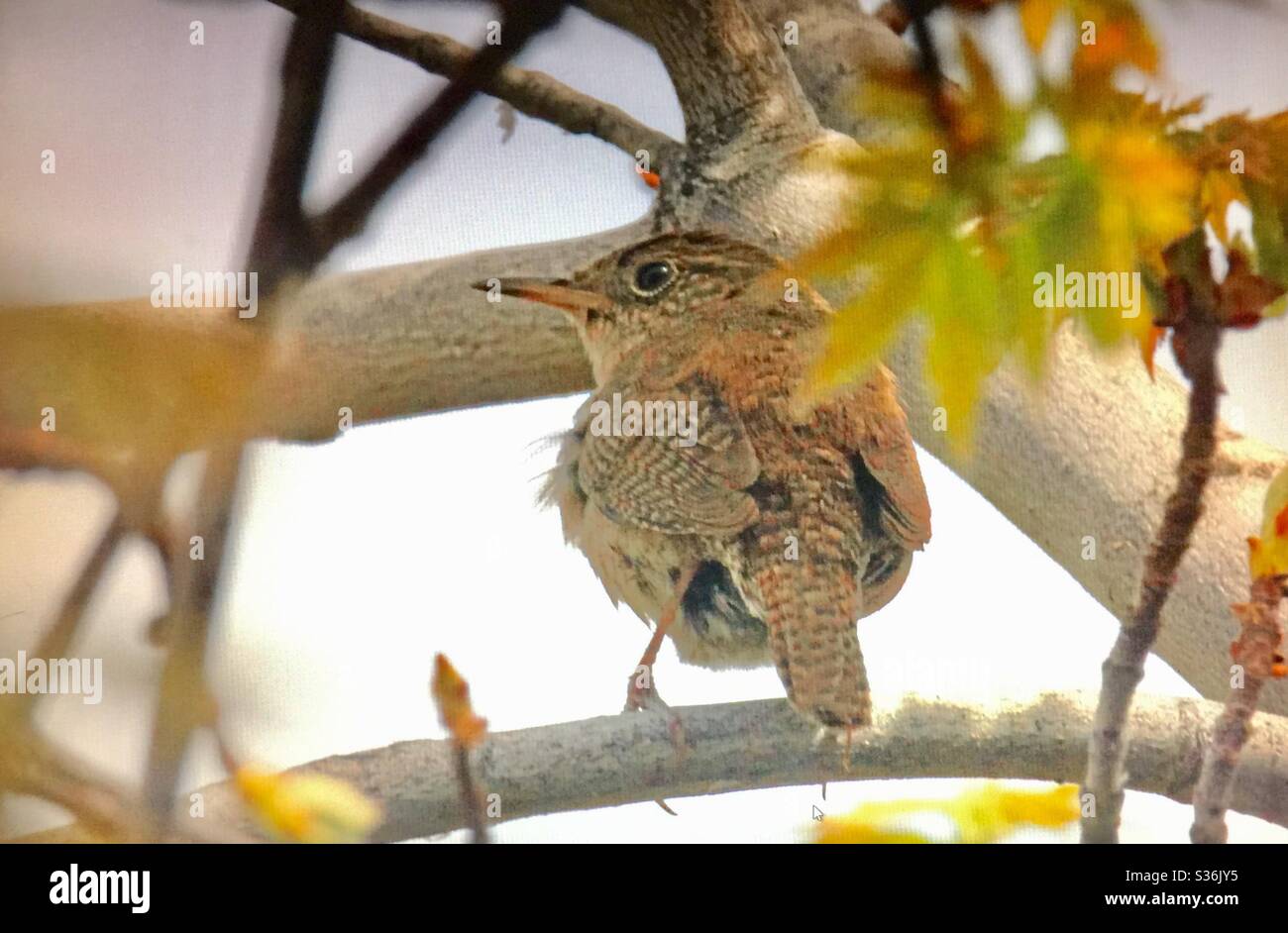 House Wren, Troglodytes aedon, Birds of North America, songster, song bird Stock Photo Alamy