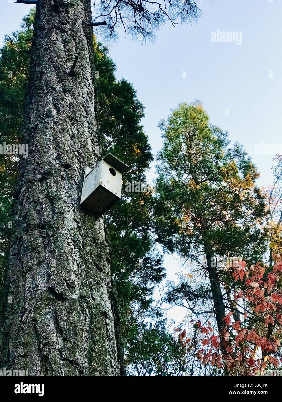 A birdhouse high up in a pine tree in the mountains. Stock Photo