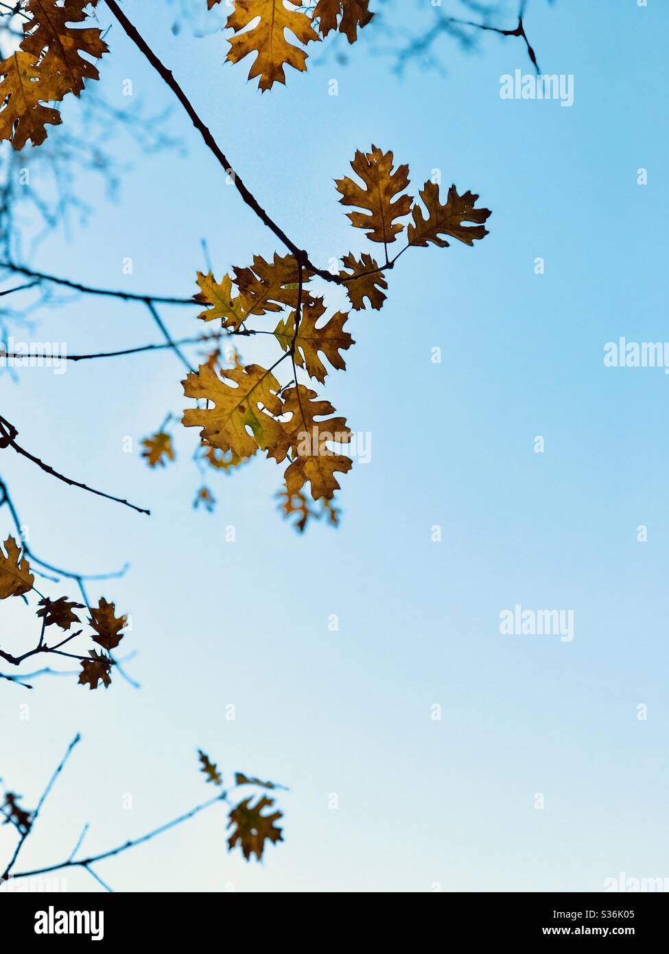 A branch of golden oak leaves hanging on the branches with a blue sky in the background. Stock Photo