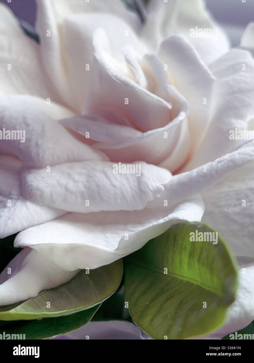 Natural beauty. Closeup of beautiful creamy white gardenia flower, petals and leaved - Smartphone Captured Stock Image
