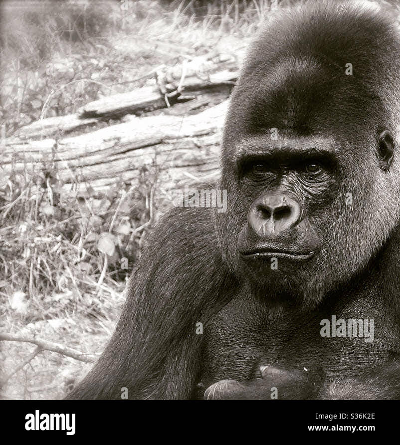 Gorilla in monochrome - Smartphone Captured Stock Image