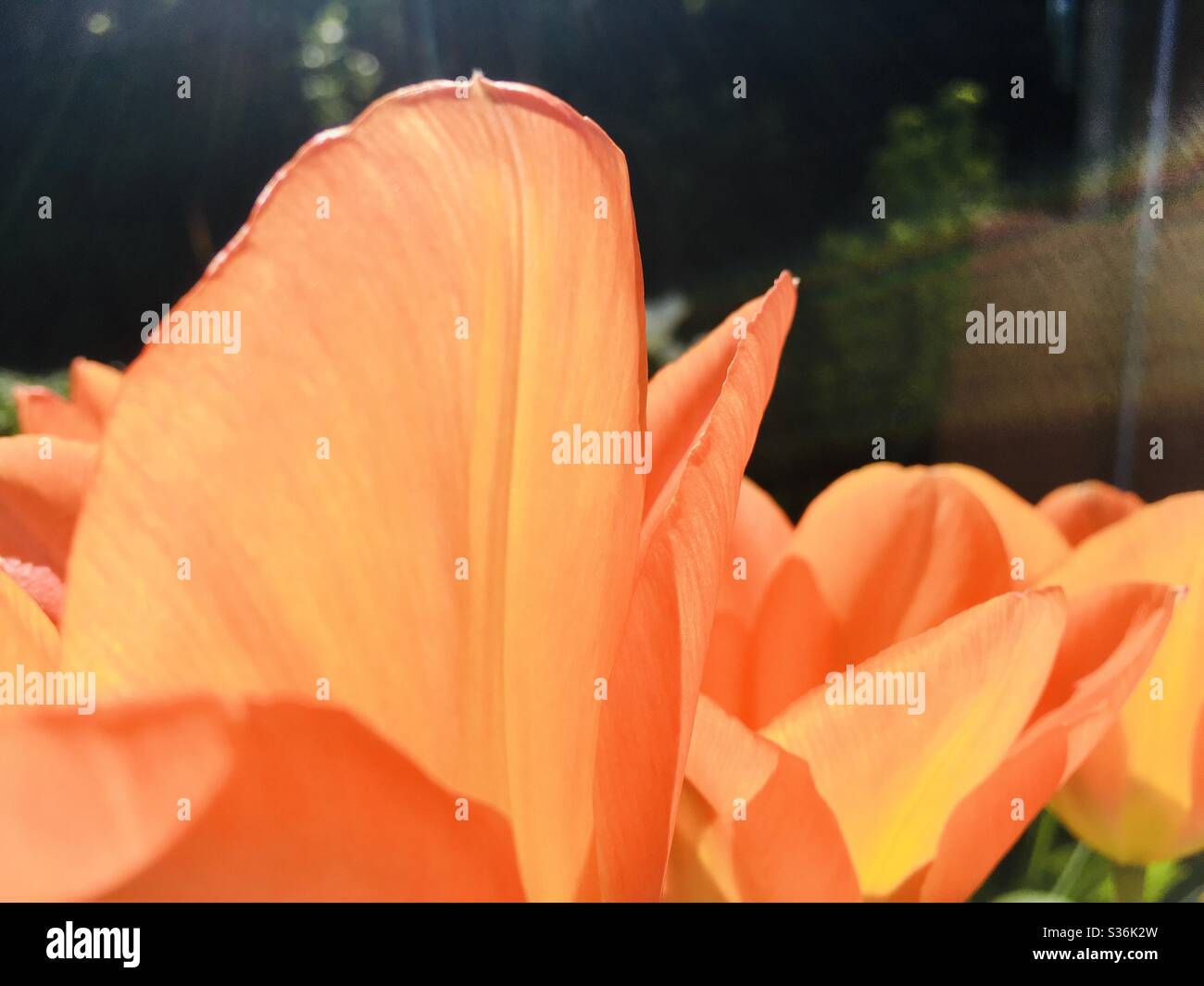 Orange tulip flowers - Smartphone Captured Stock Image
