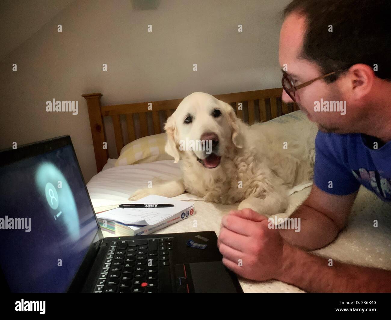 Working from home. Man lying on a bed with a laptop and a pen and paper. A golden retriever dog lies beside him. - Smartphone Captured Stock Image