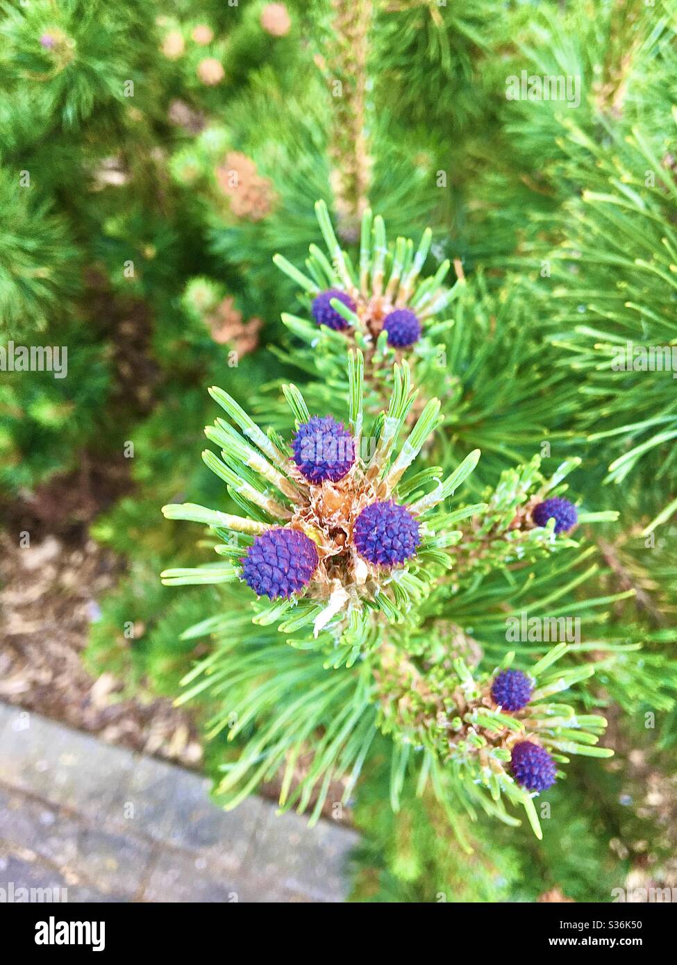 Purple evergreen cones hires stock photography and images Alamy
