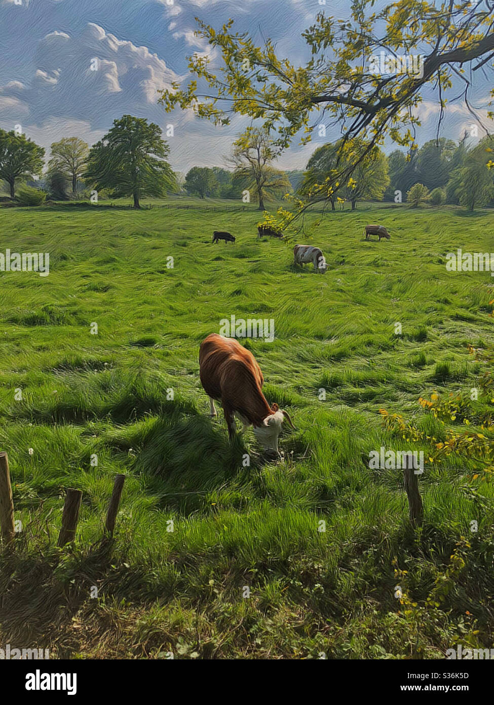 Artwork - A beautiful cow grazing in the pasture Stock Photo