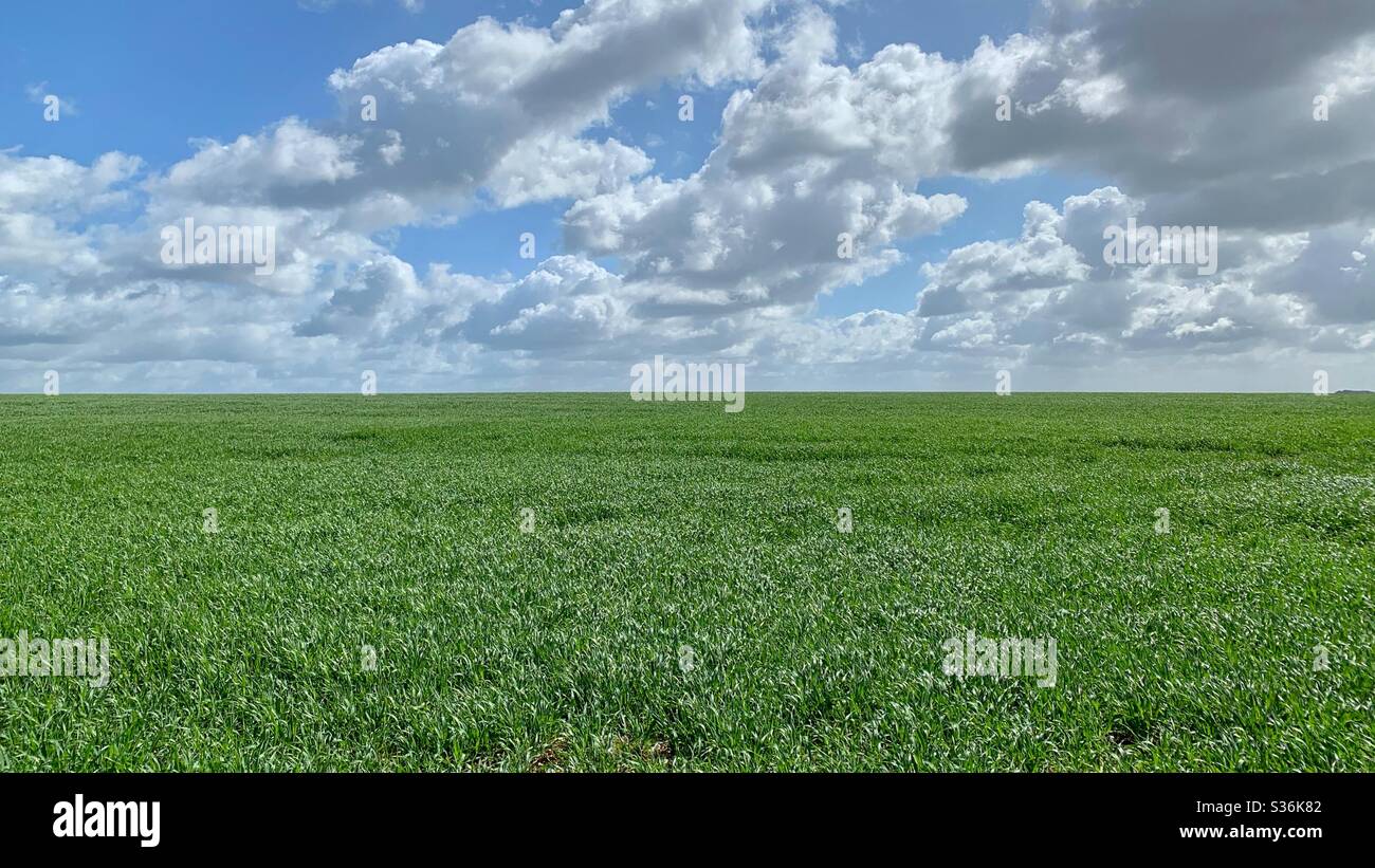 Field and cloud - Smartphone Captured Stock Image