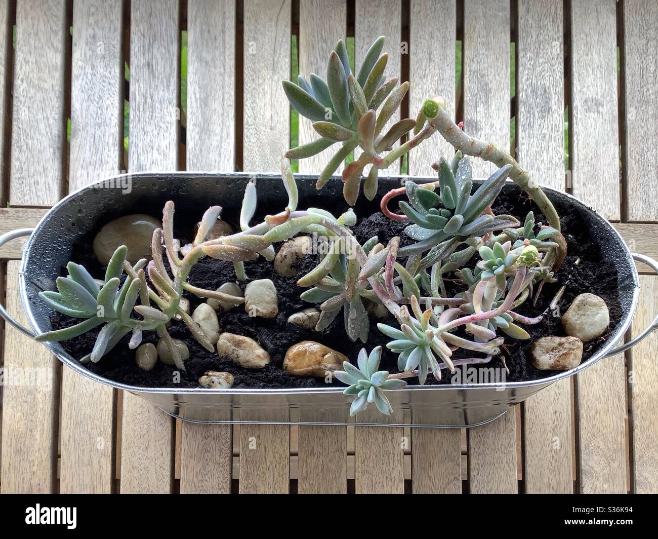 View from above on mediterrane cactus flowers with green leaves in a silver pot (Sedum hispanicum) Stock Photo