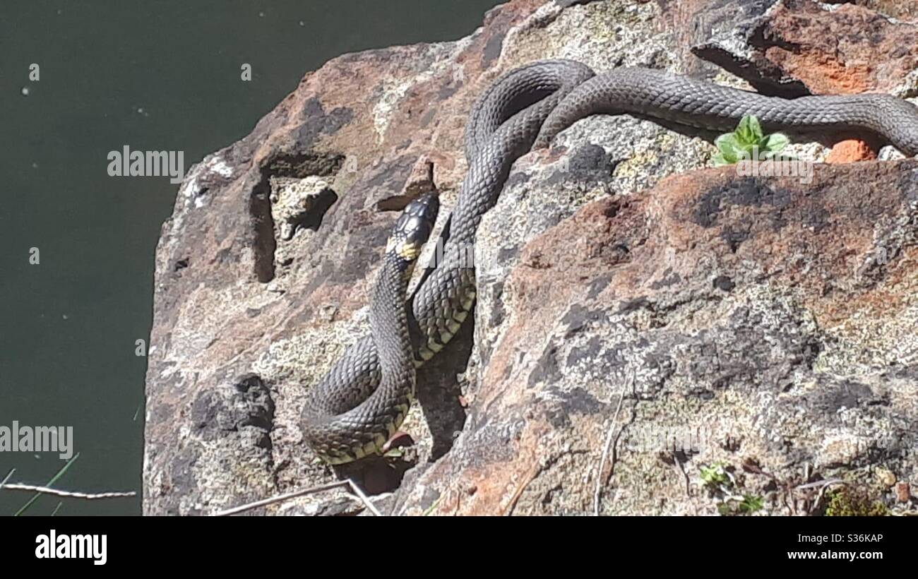 Snake on a rock hi-res stock photography and images - Alamy