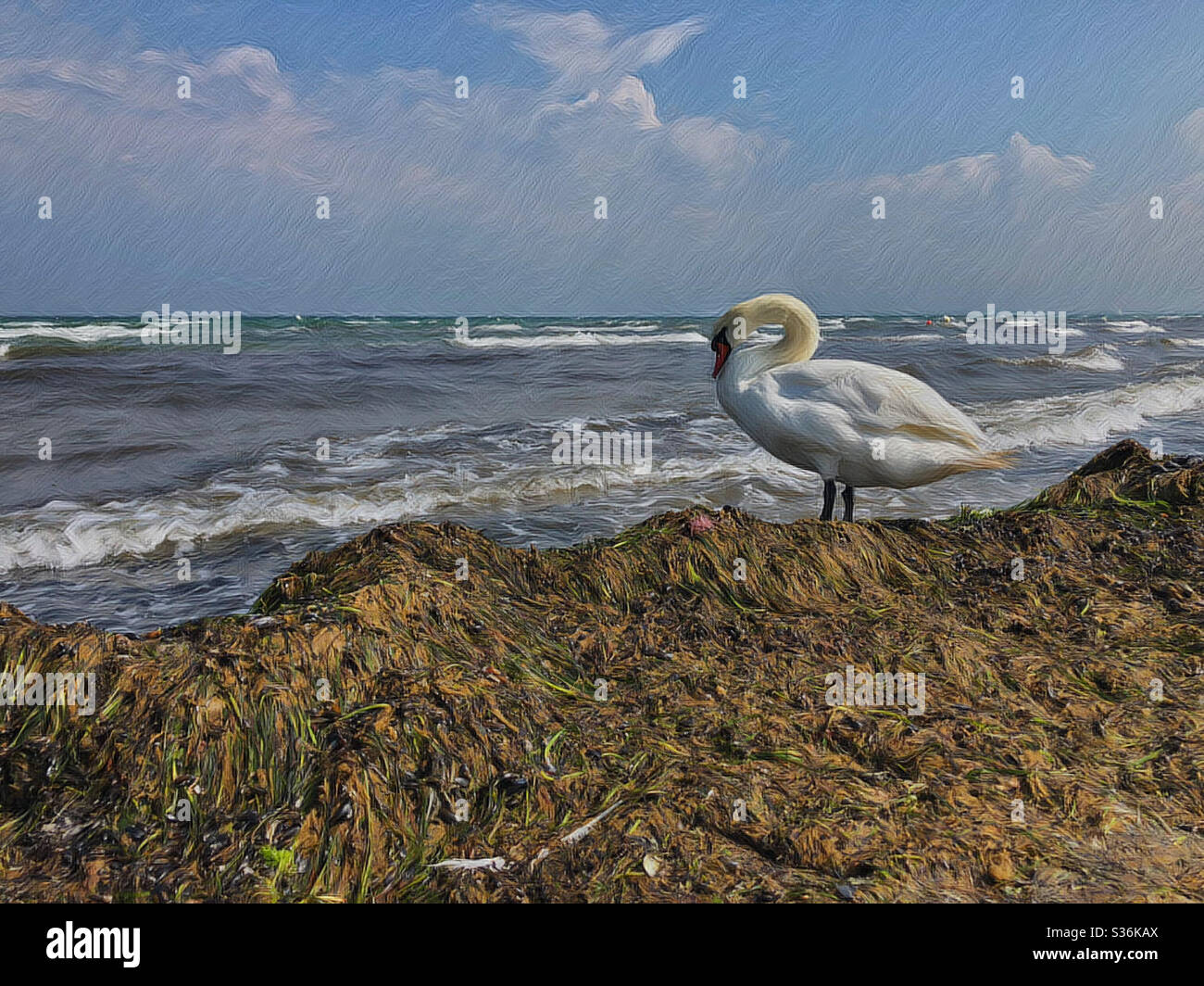 Artwork - A beautiful swan on the North Sea beach Stock Photo