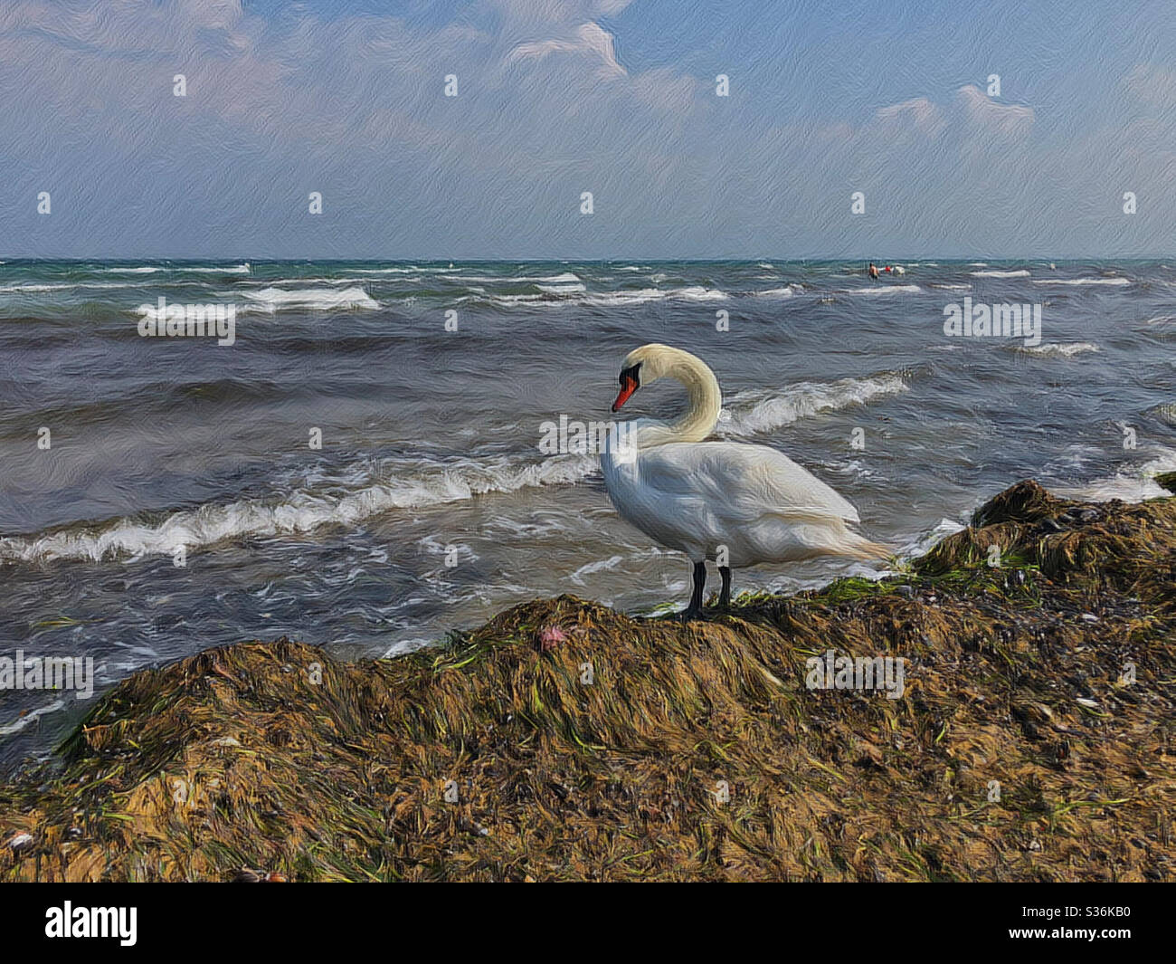 Artwork - A beautiful swan on the North Sea beach Stock Photo