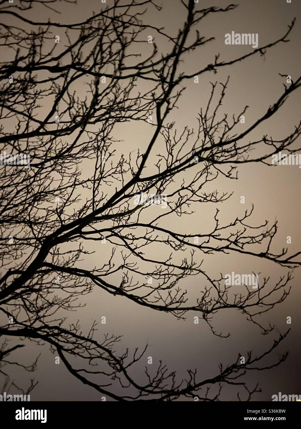 Silhouette of a tree against an eery night sky Stock Photo