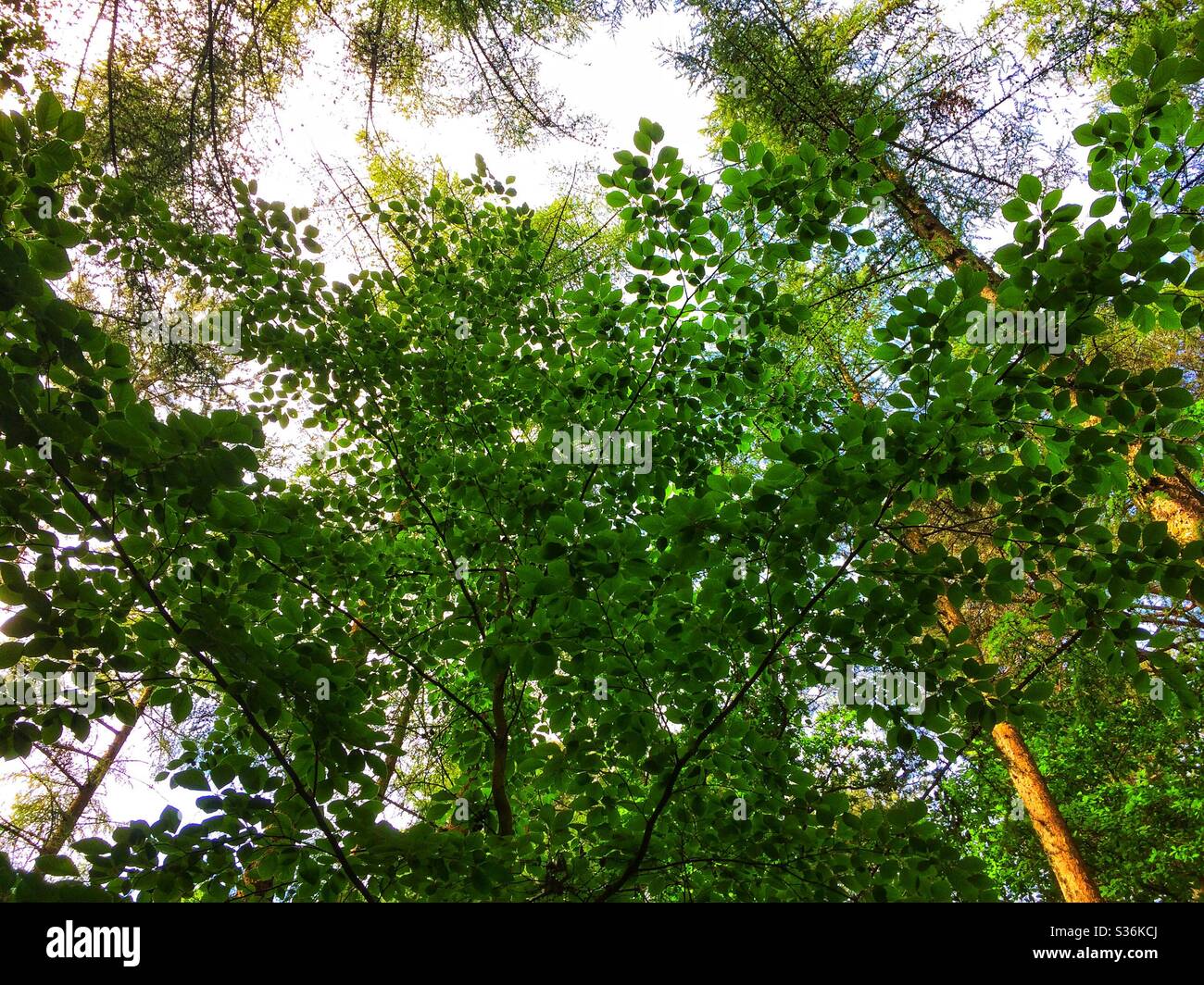 Leafy tree canopy in spring Stock Photo Alamy