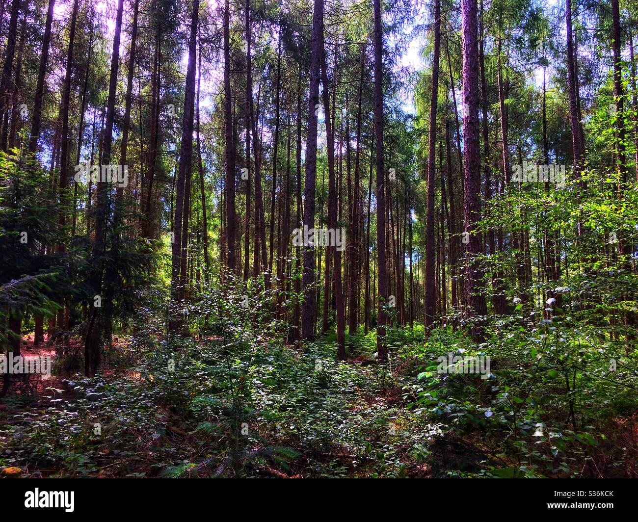 Dense woodland in the English countryside Stock Photo