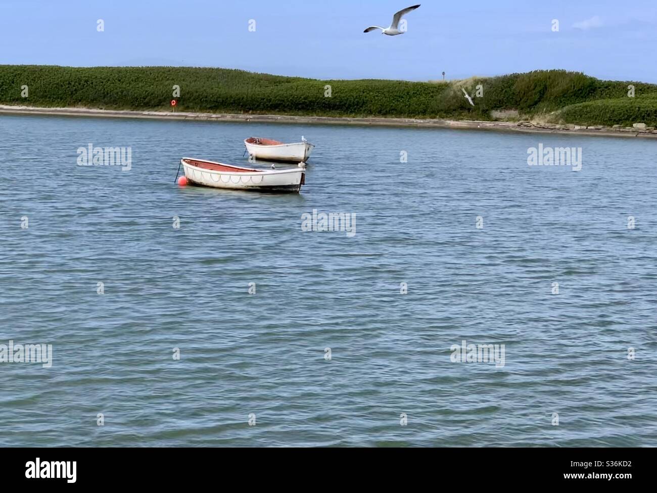A seagull flying over a boating lake in Fleetwood Stock Photo