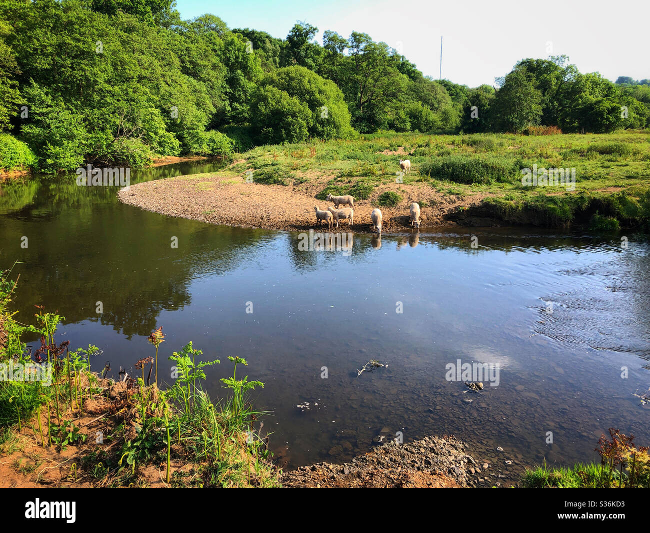 Sheep drinking from the River Ely on a hot day in late May 2020. - Smartphone Captured Stock Image