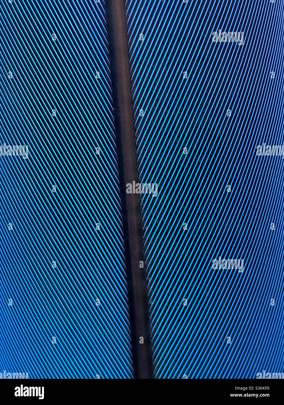 The beauty of nature. Macaw feather Stock Photo