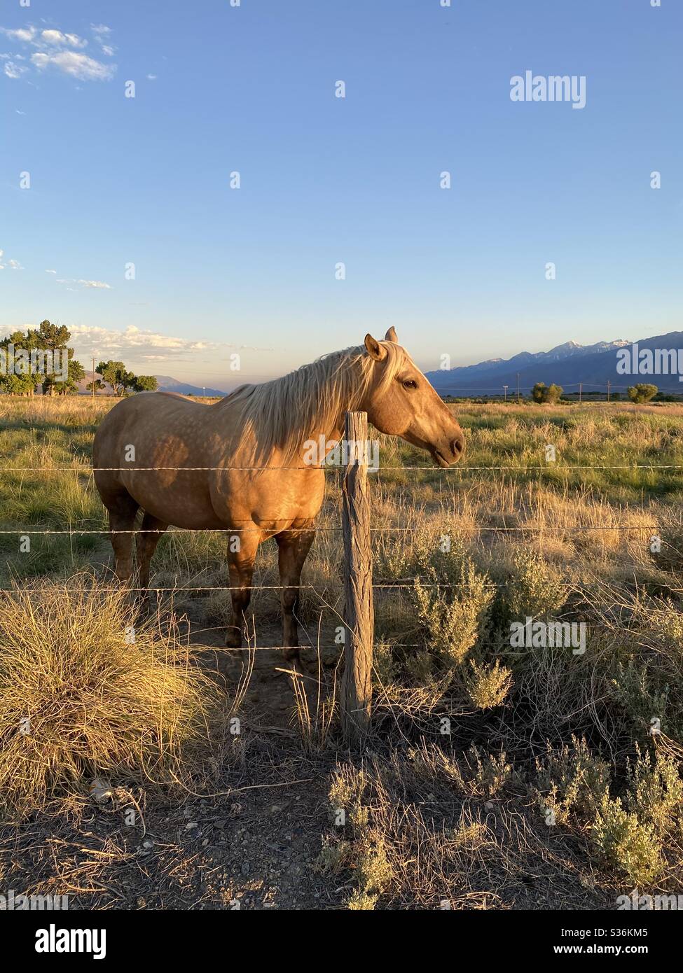 Wild horse Owen’s Valley, Bishop, California, USA Stock Photo