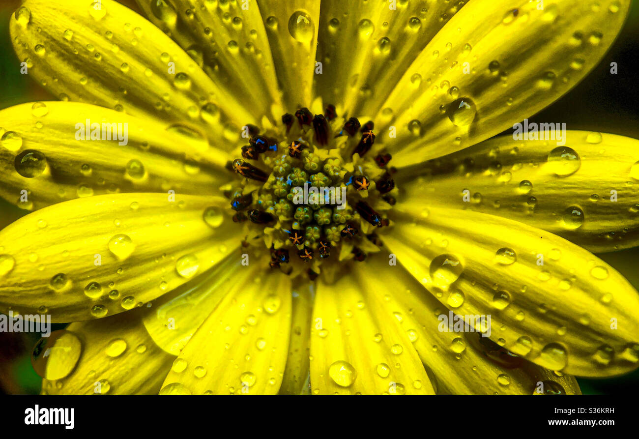 Macro photo of raindrops on the leaves of a bright yellow flower - Smartphone Captured Stock Image