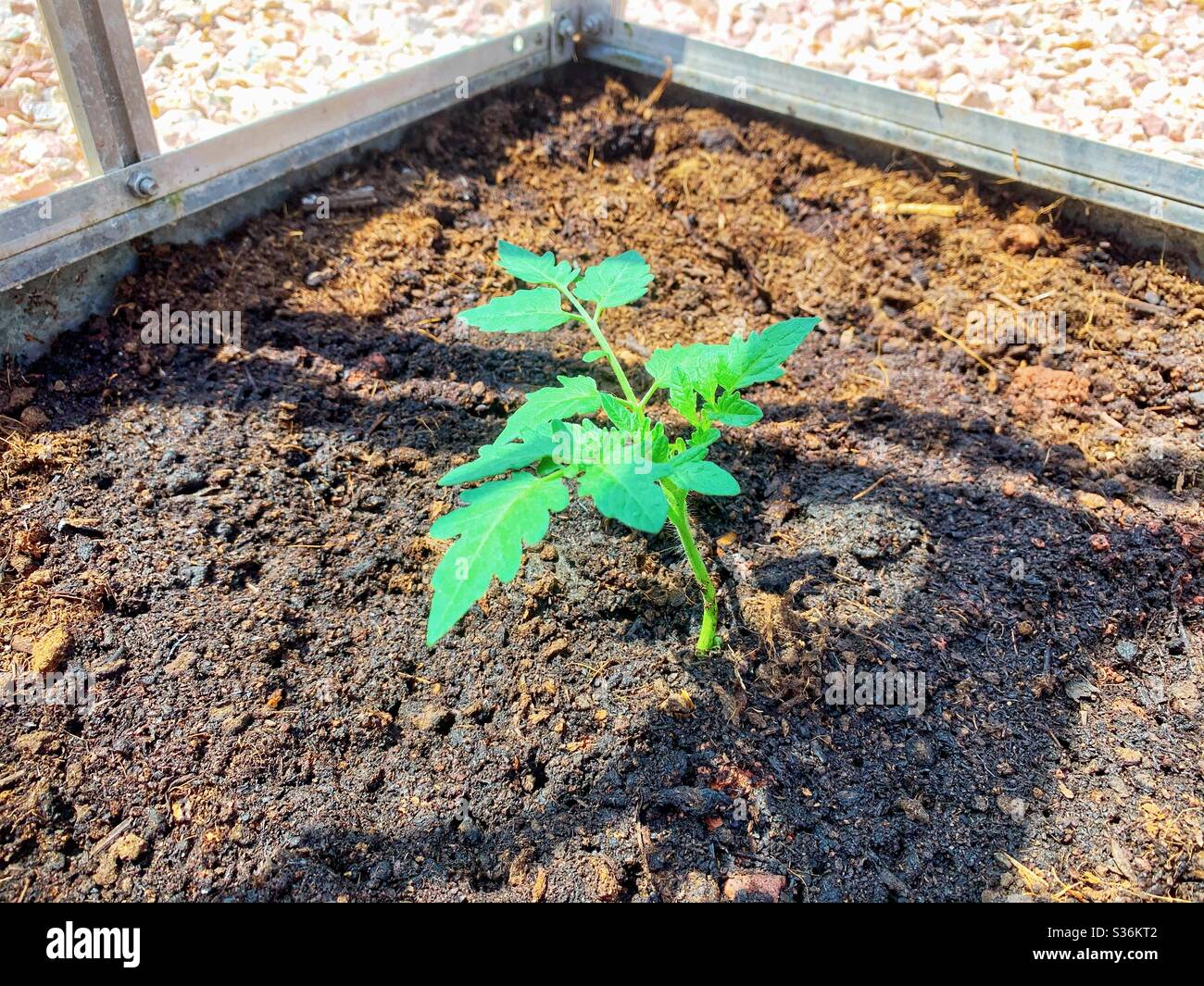 Greenhouse: Young tomato plant in soil. - Smartphone Captured Stock Image