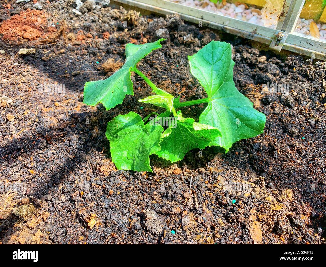 Greenhouse: Young Cucumber plant in the soil. - Smartphone Captured Stock Image