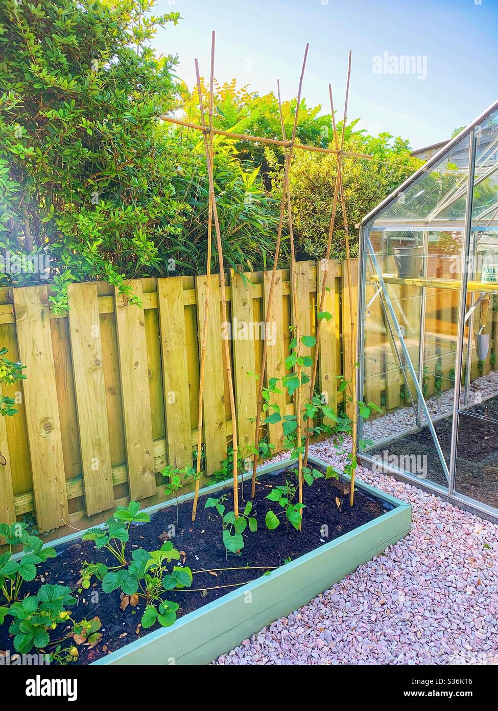 Green wooden raised planter with runner bean and strawberry plants growing, next to a fence and a greenhouse on a sunny day. - Smartphone Captured Stock Image