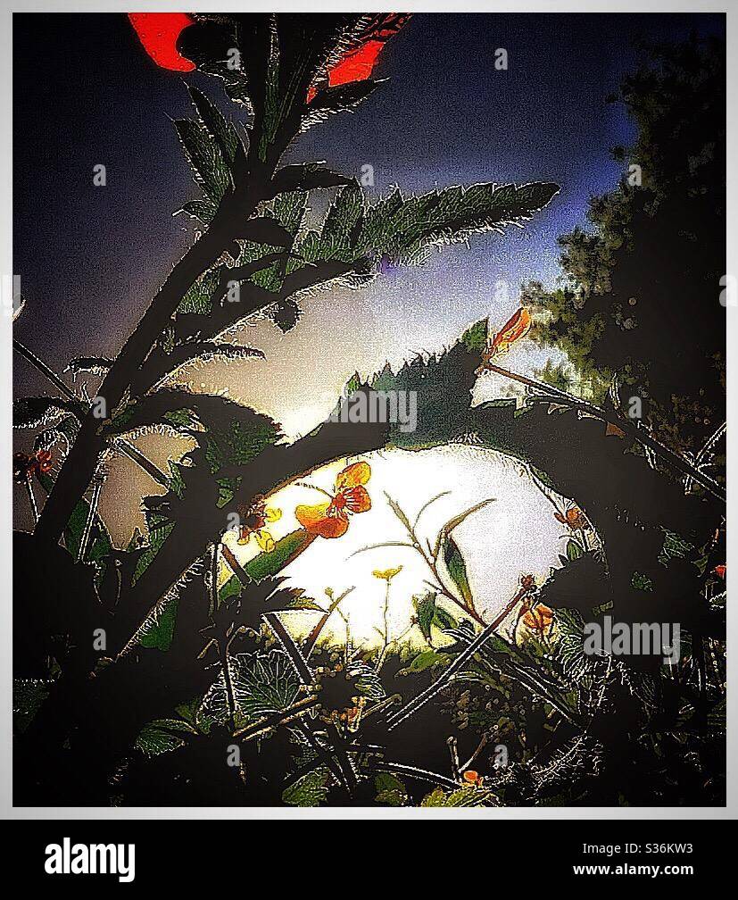 Sunrays in the garden. - Smartphone Captured Stock Image