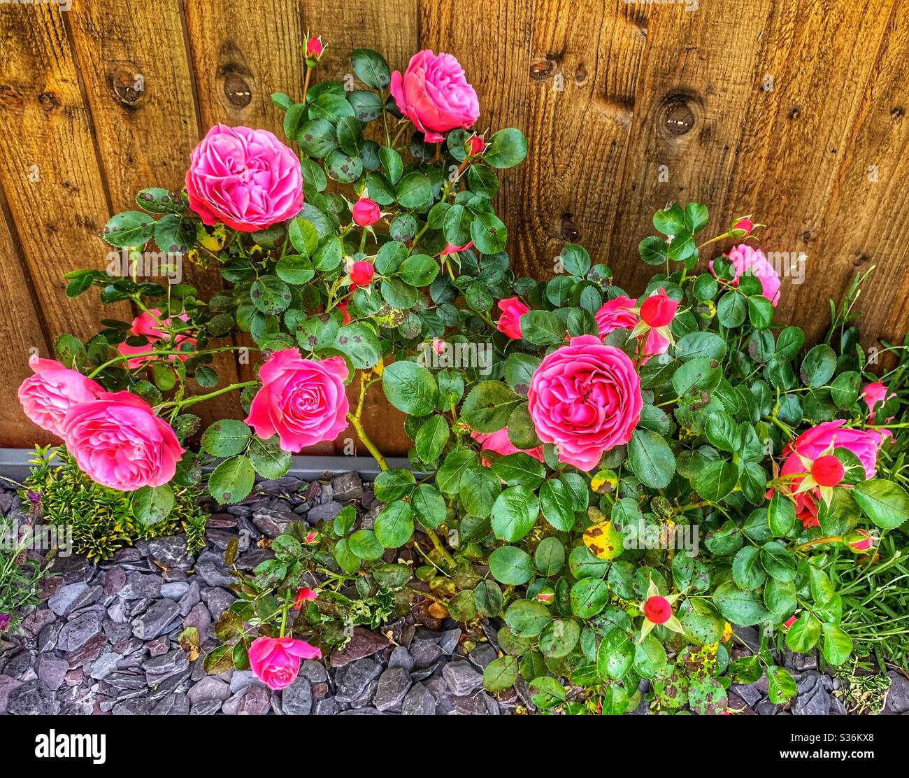 Small pink rose bush surrounded by plum slate and a wooden fence. - Smartphone Captured Stock Image