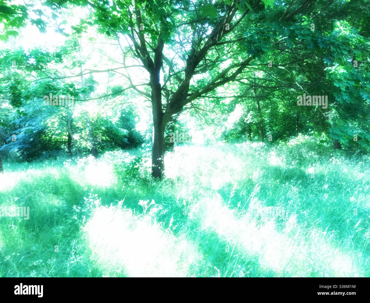 Sunlight bursting through the branches of trees fills a grassy space with patches of brilliant white.  The leaves and grass are cool mint greens and the light has a beautiful glowing quality. Stock Photo